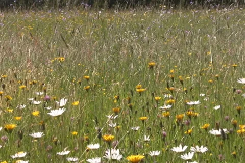 Meadow in the alps Stock Footage 1055442