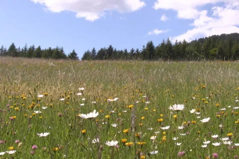Meadow in the alps Video stock 1055488