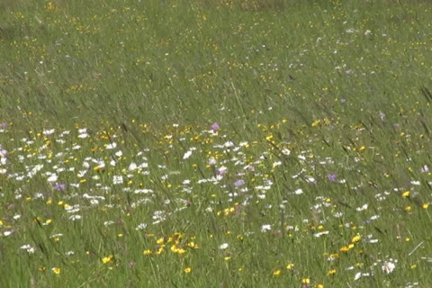 Meadow in the alps Stock Footage 1055531