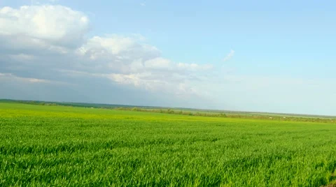 Meadow and blue sky Stock Footage 49966057