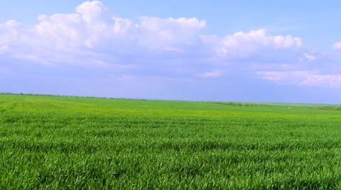 Meadow and blue sky Stock Footage 49968025