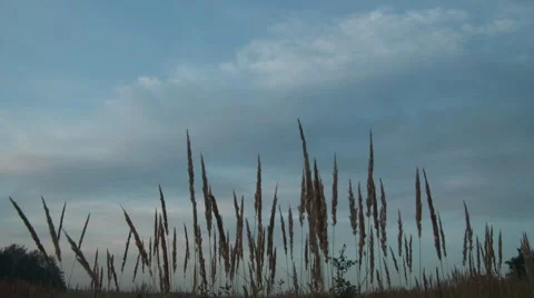 Meadow And Clouds Time Lapse Stock Footage 7902252