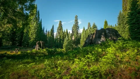 Meadow And Clouds Time Lapse Kings Canyon National Park 스톡 동영상 221647878