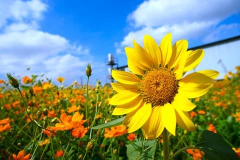 Meadow and fields of ripe sunflowers. Stock Photos