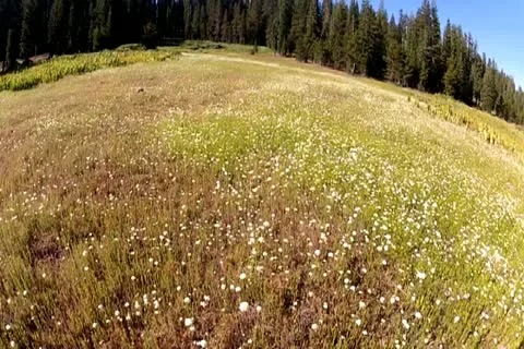 Meadow And Flower Flyover Stock Footage 11452388