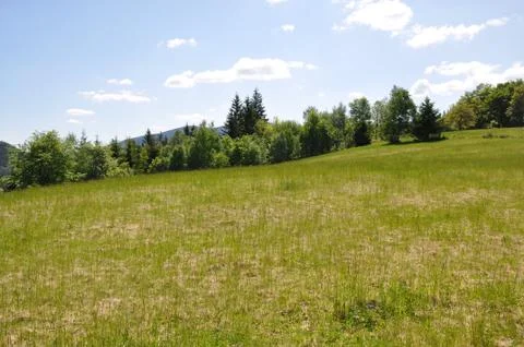 Meadow and forest Stock Photos