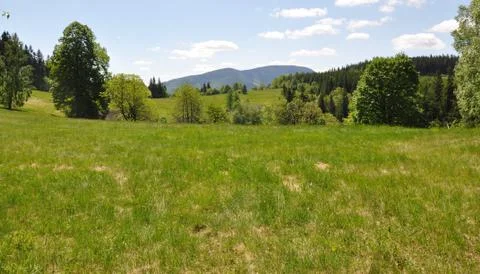 Meadow and forest Stock Photos