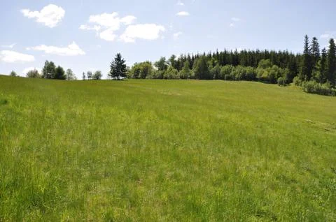 Meadow and forest Stock Photos