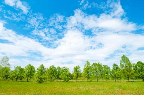 Meadow and forest Stock Photos