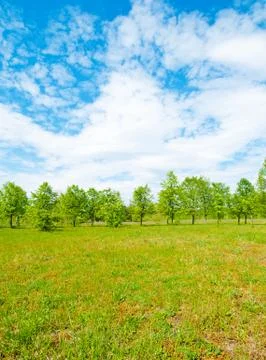 Meadow and forest Stock Photos