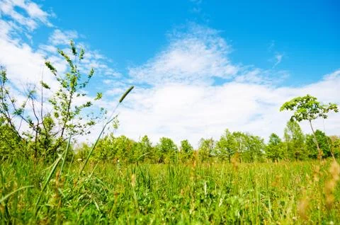 Meadow and forest 스톡 사진