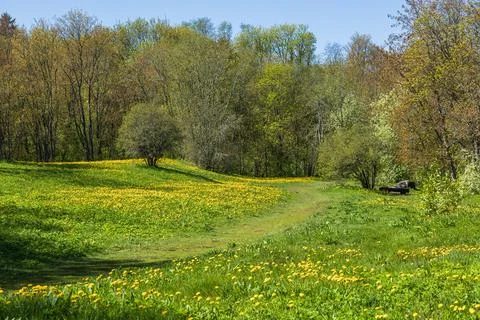 Meadow And Forest In Spring 库存照片