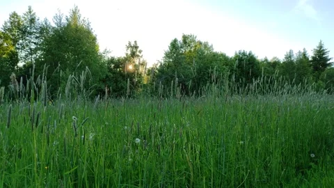 Meadow and forest at sunset 1 Stock Footage 336218063