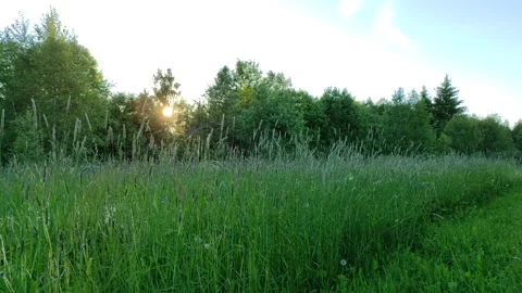 Meadow and forest at sunset 2 Stock Footage 336217909