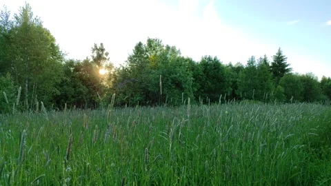 Meadow and forest at sunset 3 Stock Footage 336218002