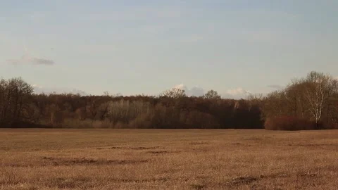 Meadow and forest in winter Stock Footage 167314879