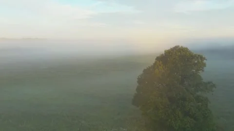 Meadow and Oak Tree Stock Footage 253639346