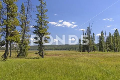 Meadow and Pines in the Wilderness Stock Photos