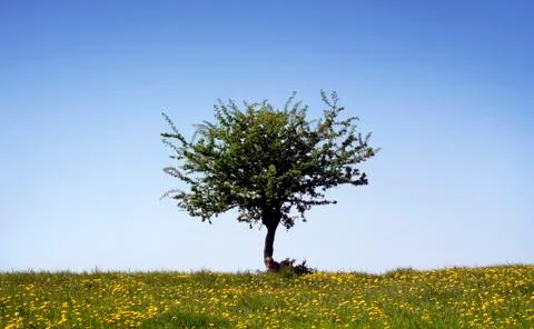 Meadow and tree Stock Photos