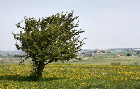 Meadow and tree Stock Photos