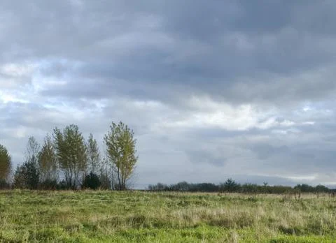 Meadow and tree Stock Photos
