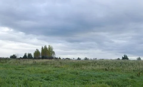 Meadow and tree Stock-Fotos