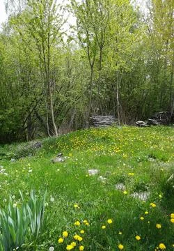 Meadow and trees background Stock-Fotos