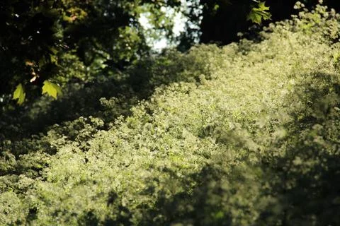Meadow and trees Stock Photos