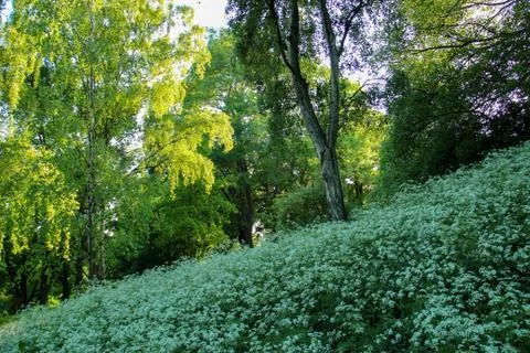 Meadow and trees Stock Photos