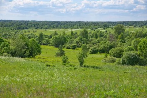 Meadow and trees Stock Photos