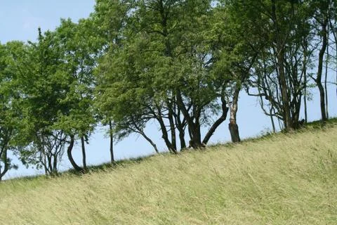 Meadow and trees 写真素材