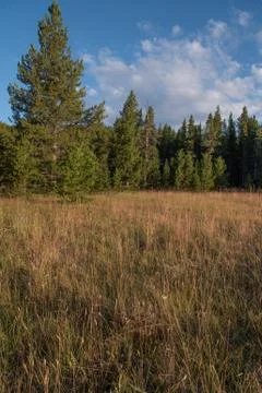 Meadow and Trees Stock Photos
