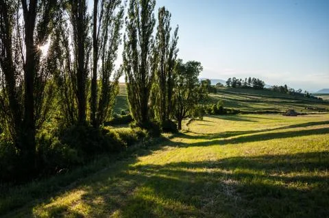 Meadow and trees Stock Photos
