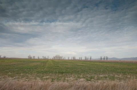 Meadow and trees. Stock Photos