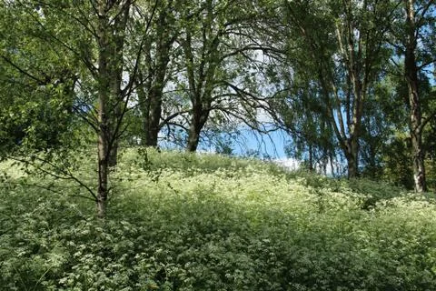 Meadow and trees in spring Stock Photos