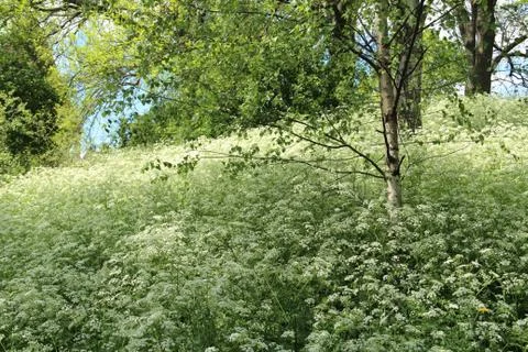 Meadow and trees in spring Stock Photos