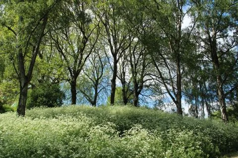 Meadow and trees in spring Stock Photos