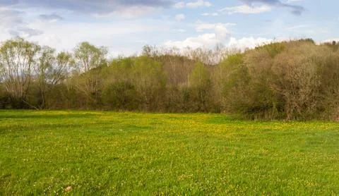 Meadow and Trees in Spring Foto stock