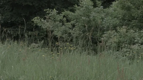Meadow and wildflowers 스톡 동영상 78051990