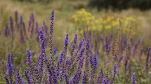 Meadow and wildflowers Stock Footage 129671472