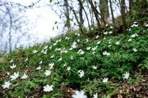 Meadow with Anemone 库存照片