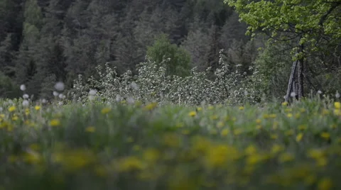 Meadow, Apple Orchard and a Pine Forrest Stock Footage 63613968