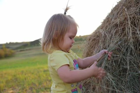 In the meadow August. Fotos Stock