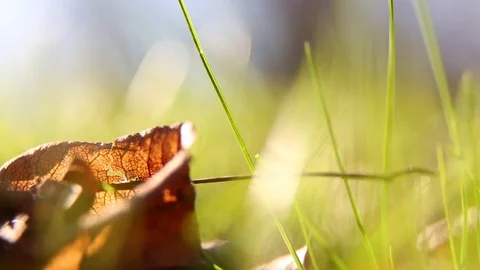 Meadow in autumn Video stock 79559673