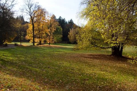 Meadow in the autumn forest Foto stock