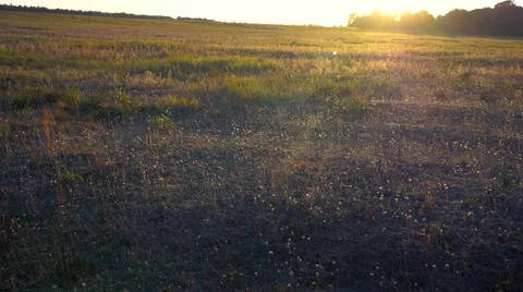 Meadow in autumn light. Stock-Footage 68345900