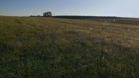 Meadow in autumn light. Stock Footage 68346044