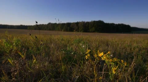 Meadow in autumn light. Stock Footage 68346062