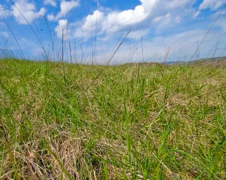 Meadow background closeup perspective Stock Photos