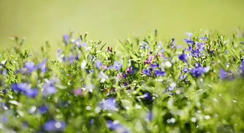 Meadow background of grass summer spring Fotos de archivo
